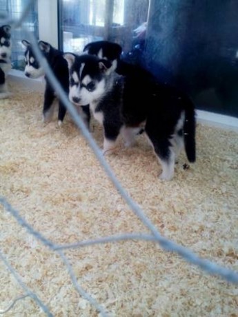 akc-registered-siberian-husky-puppies-available-big-0