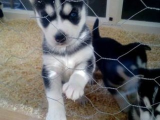 AKC registered Siberian husky puppies