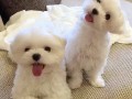 puppies-small-1