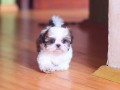 adoption-puppies-small-0