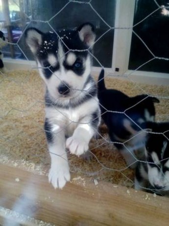 akc-registered-siberian-husky-puppies-available-for-new-homes-big-0