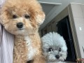 poodle-puppies-for-sale-small-3