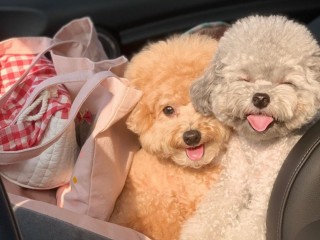 POODLE PUPPIES FOR SALE