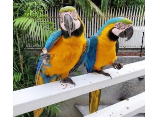 Lovely Female and Male Macaws