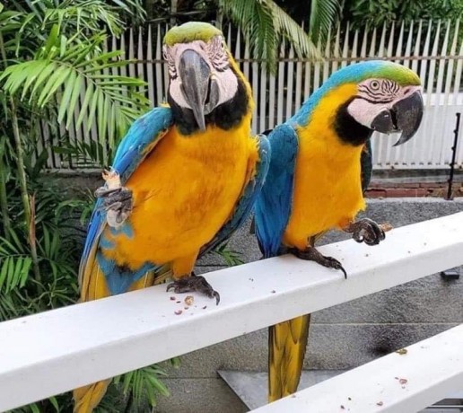 lovely-female-and-male-macaws-big-0
