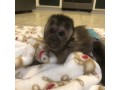baby-capuchin-monkey-small-0