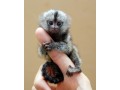 marmoset-for-sale-pocket-monkey-aka-finger-monkey-financing-available-largest-breeder-small-0