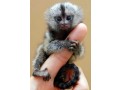 marmoset-for-sale-pocket-monkey-aka-finger-monkey-financing-available-largest-breeder-small-2