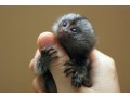 marmoset-for-sale-pocket-monkey-aka-finger-monkey-financing-available-largest-breeder-small-1