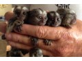 marmoset-for-sale-pocket-monkey-aka-finger-monkey-financing-available-largest-breeder-small-3