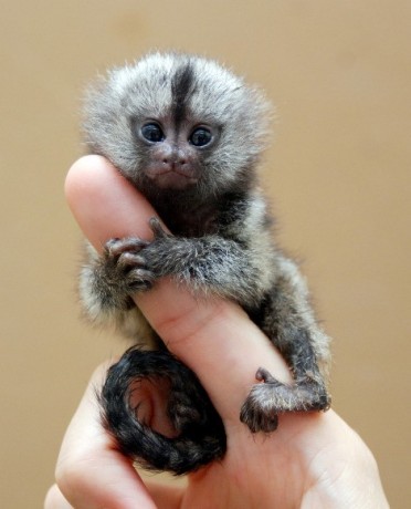 marmoset-for-sale-pocket-monkey-aka-finger-monkey-financing-available-largest-breeder-big-0
