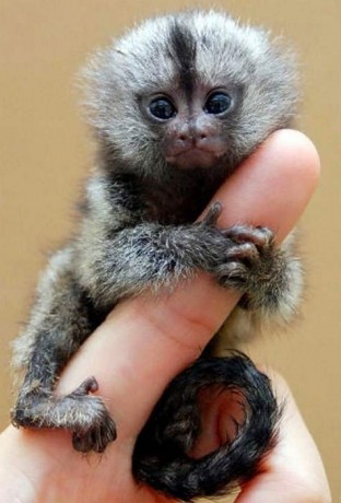 marmoset-for-sale-pocket-monkey-aka-finger-monkey-financing-available-largest-breeder-big-2