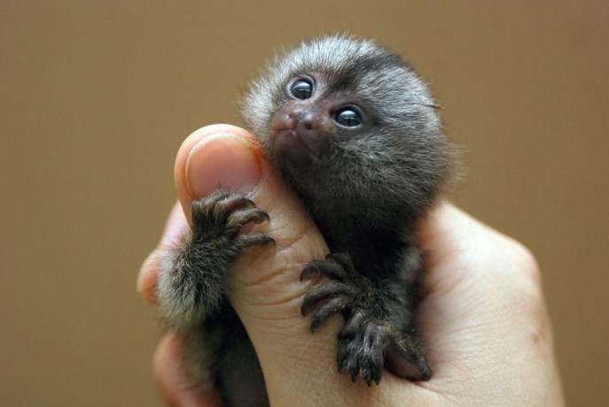 marmoset-for-sale-pocket-monkey-aka-finger-monkey-financing-available-largest-breeder-big-1