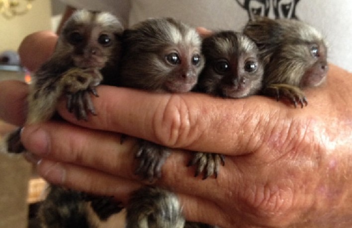 marmoset-for-sale-pocket-monkey-aka-finger-monkey-financing-available-largest-breeder-big-3
