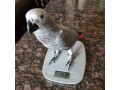 female-african-grey-parrot-small-0