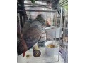 female-african-grey-parrot-small-2