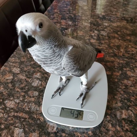 female-african-grey-parrot-big-0
