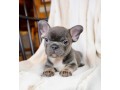 playful-blue-male-french-bulldog-early-christmas-gift-small-0