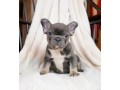 playful-blue-male-french-bulldog-early-christmas-gift-small-1
