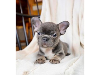 Playful Blue Male French Bulldog Early Christmas Gift