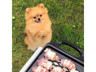 Playful and cute pomeranian puppies ready