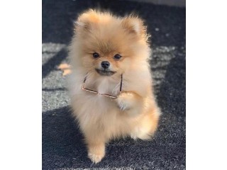 Affodable and well train pomeranian puppies available