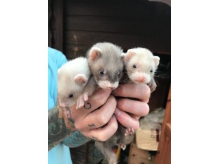 Baby Ferrets
