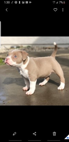 cute-pitbull-puppies-big-1