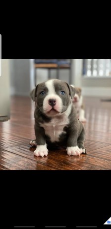 cute-pitbull-puppies-big-0