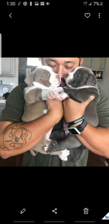 cute-pitbull-puppies-big-2