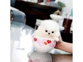 teacup-pomeranian-puppies-for-sale-small-0