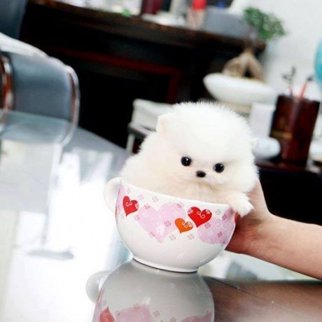 teacup-pomeranian-puppies-for-sale-big-0