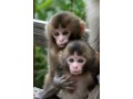 beautiful-capuchin-monkeys-for-rehoming-small-0