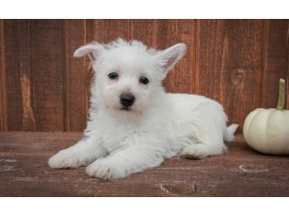 West Highland Terrier Puppies WhatsApp +18622770625