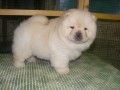 sweet-playful-excellent-purebred-chow-chow-puppies-small-0