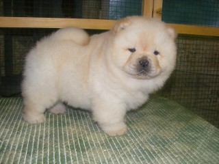 Sweet Playful Excellent Purebred CHOW CHOW PUPPIES