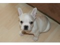 quality-french-bulldog-puppies-for-sale-ready-now-small-0