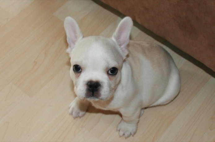 quality-french-bulldog-puppies-for-sale-ready-now-big-0