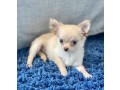 healthy-chihuahua-puppies-for-sale-small-0