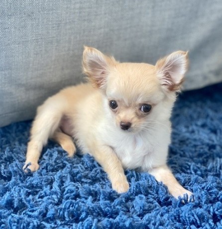 healthy-chihuahua-puppies-for-sale-big-0