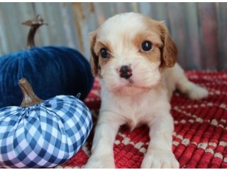 Nice looking Cavalier King Charles Spaniel Puppies Available for sale