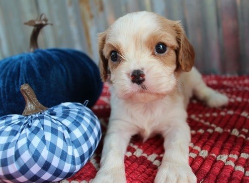nice-looking-cavalier-king-charles-spaniel-puppies-available-for-sale-big-0