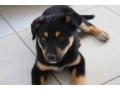 two-rottweiler-puppies-for-re-homing-small-0