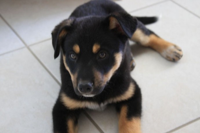 two-rottweiler-puppies-for-re-homing-big-0