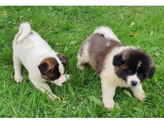 Sweet Playful Excellent Purebred Akita Puppies