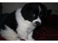 adorable-border-collie-puppies-available-for-sale-small-0