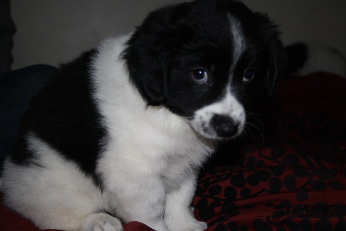 adorable-border-collie-puppies-available-for-sale-big-0