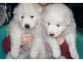 sweet-playful-excellent-male-and-female-samoyed-puppies-small-0