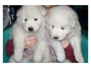 Sweet Playful Excellent male and female Samoyed Puppies