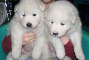 sweet-playful-excellent-male-and-female-samoyed-puppies-big-0